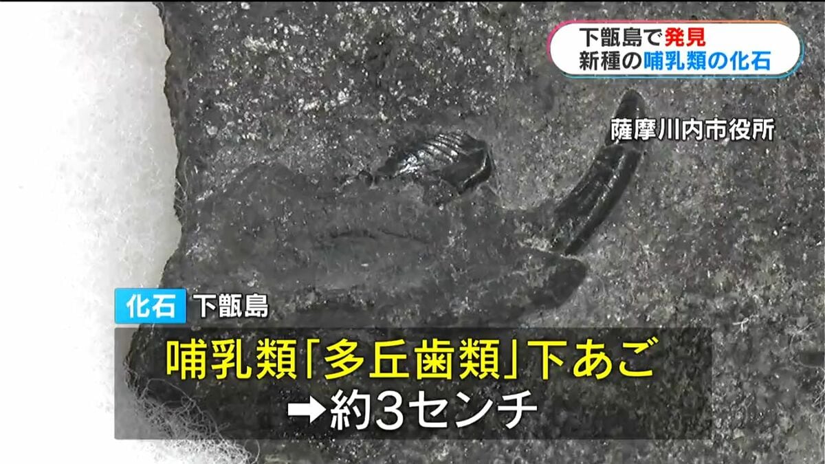 沖縄産　哺乳類の歯化石 約8000万年前の新種哺乳類の化石発見！ リスやネズミに似た小型哺乳類