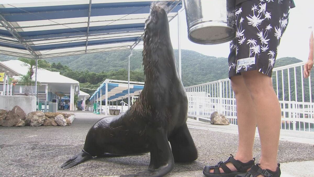 ペンギン復活＆オットセイ初仲間入り！場内散歩も披露予定…只今トレーニング中「つくみイルカ島」リニューアル　大分