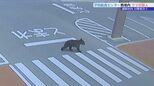 「まさかここに来るとは」給食センターにクマ現れる　正門から侵入し敷地内を移動　防犯カメラに姿　目撃者も　盛岡市　|　IBC NEWS | IBC岩手放送