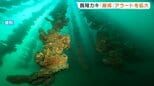 広島県内の養殖カキ 大量死のリスク高まる　県が「厳戒」アラートを拡大　　|　RCC NEWS | 広島ニュース | RCC中国放送