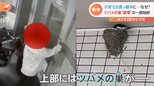 「まさか人の手によって壊されてるなんて」ツバメの巣を角材で破壊し猛ダッシュ…防犯カメラがとらえた一部始終|TBS NEWS DIG