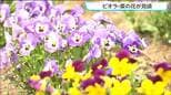 やくらいガーデンで初夏の高原を彩る「ビオラと菜の花」が見ごろ　宮城・加美町|TBS NEWS DIG