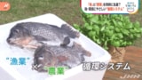 ドイツ 魚と野菜を同時に生産する循環システム【SDGs】|TBS NEWS DIG