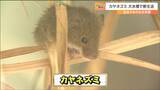 日本で最も小さいネズミ「カヤネズミ」生息する“北限”実は宮城だった　|　宮城のニュース│tbc NEWS│tbc東北放送