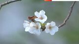 県庁の中庭に植えてある『醍醐桜』が開花 気温の高い日が続く影響か【岡山】|TBS NEWS DIG