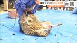“フワフワのヒツジ”夏を前にすっきり 園児がヒツジの毛刈り体験で衣替えをお手伝い 仙台 | 宮城のニュース│tbc NEWS│tbc東北放送