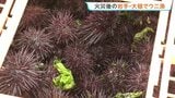 岩手・大槌町でウニ漁解禁　山林火災の影響で11日遅れでの口開け|TBS NEWS DIG
