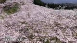 ソメイヨシノ1万本が満開 日南市北郷町の花立公園 | MRTニュース | MRT宮崎放送