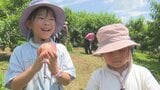 「訳ありの桃」1袋2個入り150円で販売 収穫体験も人気 「ももフェス」賑わう 山梨|TBS NEWS DIG