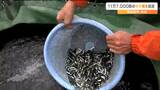 「昨シーズンから半減180万匹の見込み」気仙沼でサケの稚魚放流　宮城|TBS NEWS DIG