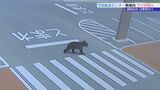 「まさかここに来るとは」給食センターにクマ現れる　正門から侵入し敷地内を移動　防犯カメラに姿　目撃者も　盛岡市　|　IBC NEWS | IBC岩手放送