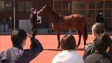 JRA宮崎育成牧場で春の育成馬見学会|TBS NEWS DIG