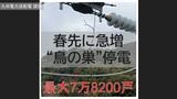 春先に急増する「鳥の巣」停電 最大7万8200戸に影響「変電所の機器不具合」が重なる【長崎】|TBS NEWS DIG
