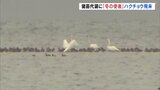 猪苗代湖に「冬の使者」ハクチョウが飛来 去年より1日早く | 福島のニュース│TUF