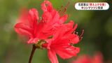 薩摩川内市でキリシマツツジ1000本が見ごろ　育てるのは80代夫婦　鹿児島　|　鹿児島のニュース｜MBC NEWS｜南日本放送