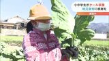 地元の食材に感謝する気持ちを…小中学生がケール収穫体験 愛媛・東温 | 愛媛のニュース - Nスタえひめ|あいテレビは6チャンネル