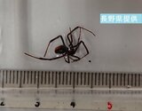 かまれると痛みやはれ 背中の赤い模様が特徴 特定外来生物「セアカゴケグモ」1匹を発見駆除「素手で捕まえないで」 | SBC NEWS | 長野のニュース | SBC信越放送