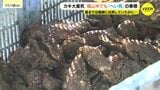 「中身がない…」水揚げしたカキからは乾いた音　カキの「へい死」は広島県福山市でも　事業者は不安を募らせ|TBS NEWS DIG
