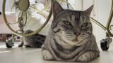 「15匹いるので大変」愛らしい猫たちにも値上げの波 暖房やエサ代 保護ネコカフェは … | 山梨のニュース | UTYテレビ山梨