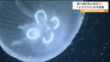 お食事後に体の模様の色が変化「ミズクラゲ」不思議な生態　秘密は「胃腔」|TBS NEWS DIG