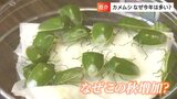 【ティッシュで掴むべからず】この秋大量発生の“カメムシ”は「臭いも一級品」効果的に追い払う方法は?|TBS NEWS DIG