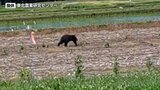 「誰か作業していると思ったらクマだった」 盛岡市の東北農業研究センターに出没 700m南に小学校|TBS NEWS DIG