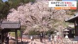 西日本豪雨で被害受けるも住民が守った樹齢400年の「金龍桜」満開 愛媛・今治|TBS NEWS DIG