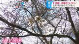 上田城跡公園のソメイヨシノ「史上最速」で開花　例年より10日以上早く…地元の人もびっくり　長野・上田市|TBS NEWS DIG