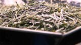 一番茶の取引価格が去年の2倍以上に高騰 抹茶原料「てん茶」は1キロ1万3910円で2.3倍に 世界的な抹茶人気が背景に|TBS NEWS DIG