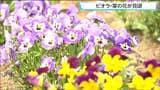 やくらいガーデンで初夏の高原を彩る「ビオラと菜の花」が見ごろ 宮城・加美町 | 宮城のニュース│tbc NEWS│tbc東北放送