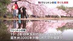 ワシントンの桜は早くも満開　史上2番目の早さ　温暖化の影響も指摘| TBS CROSS DIG with Bloomberg