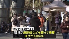 オオカミ1頭が一時脱走するも園内で麻酔銃などを使い捕獲　来年1月2日に営業再開予定　東京・多摩動物公園|TBS NEWS DIG