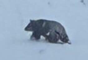 「男性が出血して路上に倒れている」温泉街で除雪作業中にクマに襲われる　78歳の男性が顔や足にけが　長野・野沢温泉村|TBS NEWS DIG