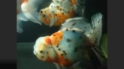 5年前は3センチだった金魚が…23センチになっていた」 金魚すくいの金魚