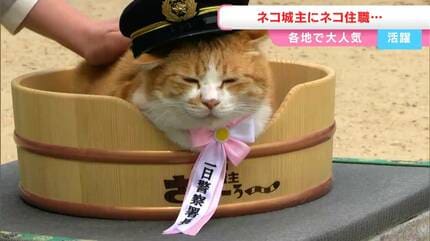 由加山蓮台寺の厄除け猫「ふーちゃん」ふらりと現れ野良猫から猫住職に