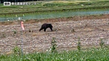 誰か作業していると思ったらクマだった」 盛岡市の東北農業研究