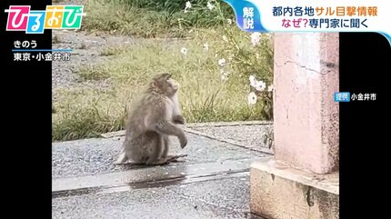 都内に出没 “左手をけがしたサル” なぜ西へ進む？もし出会ったら