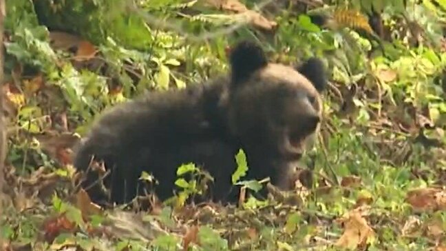 【クマ嵐】過去最悪の被害 駆除したクマはどこへ?焼却施設はひっ迫し「燃やせなくなって埋め立て」料理人は“命の循環”食材として可能性を追求「北海道を代表する食材」へ|TBS NEWS DIG