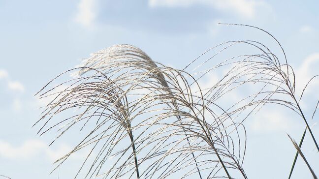 「秋の花粉症」身近な植物ススキにも要注意 衣替えは…“春の花粉”が残っている可能性も|TBS NEWS DIG