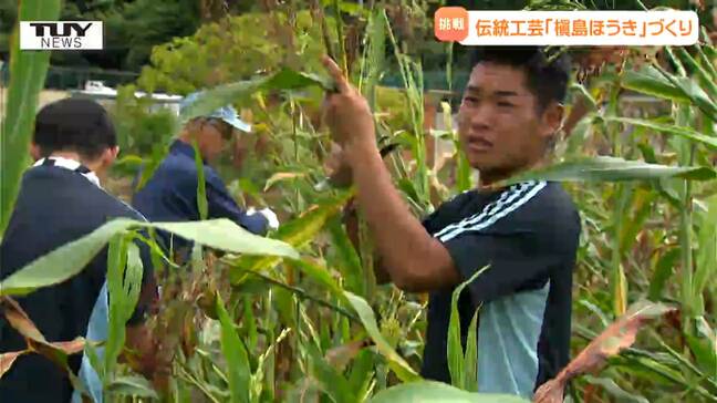 高校生が伝統工芸品 "槇島ほうき" を一から手作り！3メートルに成長したほうききびを収穫！（山形）|TBS NEWS DIG