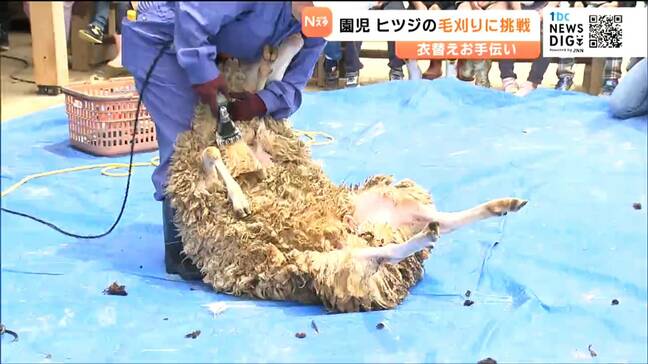 “フワフワのヒツジ”夏を前にすっきり　園児がヒツジの毛刈り体験で衣替えをお手伝い　仙台|TBS NEWS DIG