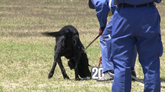 “警察嘱託犬” の競技会　行方不明者の捜索などに活躍　ジャーマン・シェパードやゴールデン・レトリーバーなど21頭【岡山】|TBS NEWS DIG
