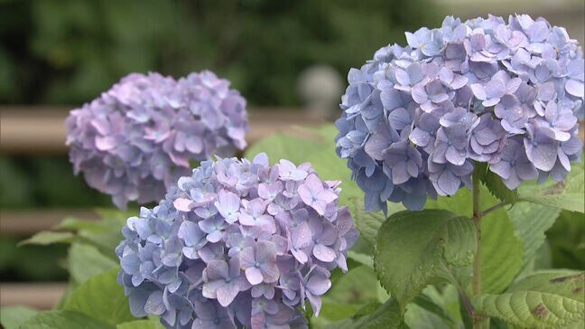 7万5000株を楽しめる「若松あじさい祭り」北九州市の高塔山公園で開催|TBS NEWS DIG