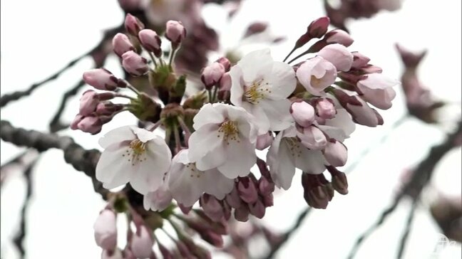 「弘前さくらまつり」が過去最も早く開幕! 初日はあいにくの雨も訪れた人からは「やっぱりうれしい!」「日本一のサクラ」の声 青森県弘前市|TBS NEWS DIG