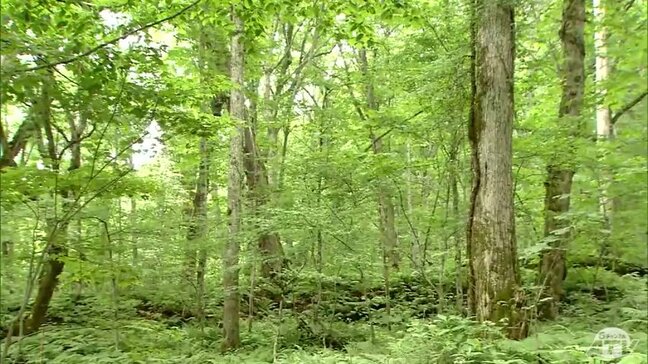 【続報】12日も警察や消防が20人態勢で捜索　「迷った」キノコ採りのため入山の80歳の男性が行方不明に　青森県十和田市で山岳遭難|TBS NEWS DIG