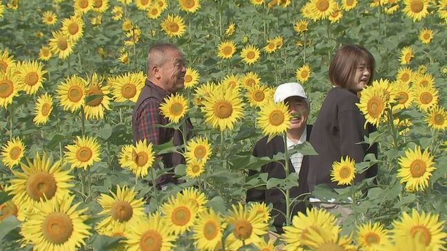 晩秋に広がるヒマワリ畑 2万本が見頃迎える 大分・日田市|TBS NEWS DIG
