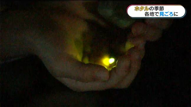 ホタルの季節①姶良市で南さつま市で…各地で無数の光舞う　鹿児島|TBS NEWS DIG