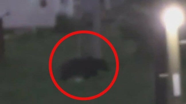 【クマ厳重警戒続く】52歳男性を襲ったクマ見つからず、現場では“事故前”から目撃や痕跡相次ぐ　住宅街の出没は非常にまれ…専門家「何かのきっかけで執着したか」|TBS NEWS DIG
