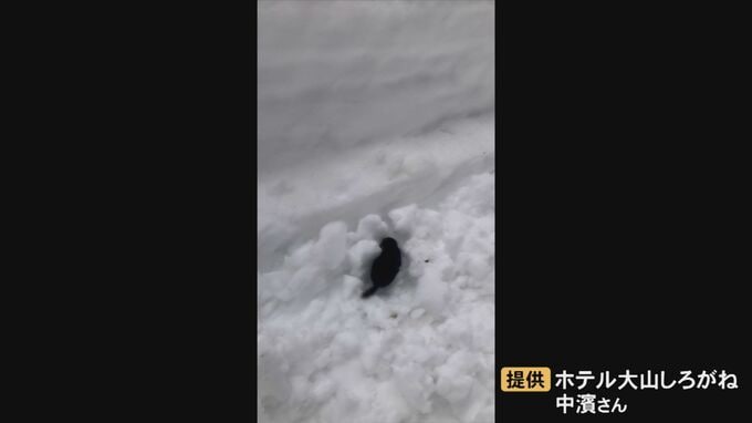 大雪が積もった道路で「モグラ」発見…困惑した様子でウロウロ　積雪量に戸惑い、地面はどこ？と帰路を探しているよう　地面と間違えたのか…モグラは靴にすごいすり寄ってきた|TBS NEWS DIG