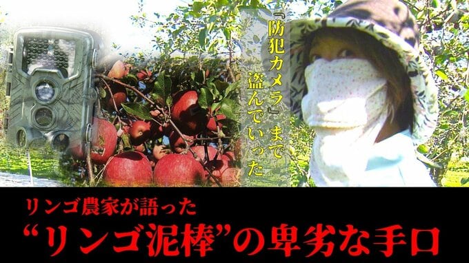 「毎年ずっと我慢してきたんだけど もう限界で…」リンゴ農家の悲痛な叫び…　“リンゴ泥棒”は約1200個のリンゴと『防犯カメラ』までも盗んでいった「やめてもらうだけでいいんですよ。本当に」|TBS NEWS DIG